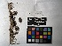  ( - UBC-B-B229447)  @11 [ ] (by-nc) (2022) Unspecified University of British Columbia Herbarium