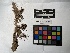  ( - UBC-B-B229453)  @11 [ ] (by-nc) (2022) Unspecified University of British Columbia Herbarium