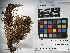  ( - UBC-B-B156440)  @11 [ ] (by-nc) (2022) Unspecified University of British Columbia Herbarium