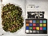  ( - UBC-B-B212677)  @11 [ ] (by-nc) (2022) Unspecified University of British Columbia Herbarium