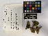  (Tortula acaulon - UBC-B-B229331)  @11 [ ] (by-nc) (2023) Unspecified University of British Columbia Herbarium