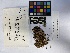  ( - UBC-B-B114126)  @11 [ ] (by-nc) (2023) Unspecified University of British Columbia Herbarium