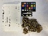  ( - UBC-B-B229117)  @11 [ ] (by-nc) (2023) Unspecified University of British Columbia Herbarium