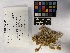  (Didymodon nevadensis - UBC-B-B218633)  @11 [ ] (by-nc) (2023) Unspecified University of British Columbia Herbarium