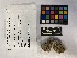  ( - UBC-B-B229311)  @11 [ ] (by-nc) (2023) Unspecified University of British Columbia Herbarium