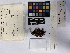  ( - UBC-B-B16665)  @11 [ ] (by-nc) (2023) Unspecified University of British Columbia Herbarium