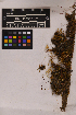  ( - UBC-B-B103494)  @11 [ ] (by-nc) (2025) Unspecified University of British Columbia Herbarium
