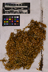  (Scleropodium - UBC-B-B110468)  @11 [ ] (by-nc) (2025) Unspecified University of British Columbia Herbarium