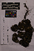  ( - UBC-B-B138745)  @11 [ ] (by-nc) (2025) Unspecified University of British Columbia Herbarium