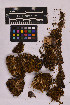  ( - UBC-B-B139266)  @11 [ ] (by-nc) (2025) Unspecified University of British Columbia Herbarium