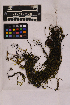  ( - UBC-B-B14732)  @11 [ ] (by-nc) (2025) Unspecified University of British Columbia Herbarium
