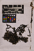  (Scouleria - UBC-B-B14753)  @11 [ ] (by-nc) (2025) Unspecified University of British Columbia Herbarium