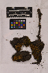  ( - UBC-B-B151518)  @11 [ ] (by-nc) (2025) Unspecified University of British Columbia Herbarium