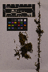  ( - UBC-B-B15559)  @11 [ ] (by-nc) (2025) Unspecified University of British Columbia Herbarium