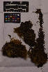  ( - UBC-B-B158911)  @11 [ ] (by-nc) (2025) Unspecified University of British Columbia Herbarium