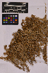  (Sphagnum mendocinum - UBC-B-B169309)  @11 [ ] (by-nc) (2025) Unspecified University of British Columbia Herbarium