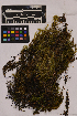  ( - UBC-B-B177898)  @11 [ ] (by-nc) (2025) Unspecified University of British Columbia Herbarium
