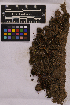  ( - UBC-B-B195286)  @11 [ ] (by-nc) (2025) Unspecified University of British Columbia Herbarium