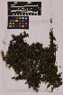  (Hookeriales - UBC-B-B202645)  @11 [ ] (by-nc) (2025) Unspecified University of British Columbia Herbarium