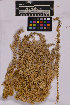  ( - UBC-B-B205864)  @11 [ ] (by-nc) (2025) Unspecified University of British Columbia Herbarium