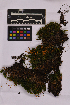  ( - UBC-B-B212165)  @11 [ ] (by-nc) (2025) Unspecified University of British Columbia Herbarium