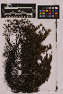 ( - UBC-B-B212855)  @11 [ ] (by-nc) (2025) Unspecified University of British Columbia Herbarium