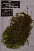  ( - UBC-B-B212955)  @11 [ ] (by-nc) (2025) Unspecified University of British Columbia Herbarium