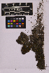  (Hennediella stanfordensis - UBC-B-B215575)  @11 [ ] (by-nc) (2025) Unspecified University of British Columbia Herbarium