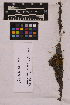  ( - UBC-B-B215625)  @11 [ ] (by-nc) (2025) Unspecified University of British Columbia Herbarium