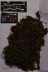  ( - UBC-B-B216515)  @11 [ ] (by-nc) (2025) Unspecified University of British Columbia Herbarium