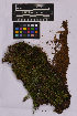  ( - UBC-B-B225783)  @11 [ ] (by-nc) (2025) Unspecified University of British Columbia Herbarium