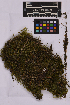  ( - UBC-B-B226959)  @11 [ ] (by-nc) (2025) Unspecified University of British Columbia Herbarium