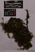  ( - UBC-B-B228721)  @11 [ ] (by-nc) (2025) Unspecified University of British Columbia Herbarium