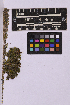  ( - UBC-B-B239139)  @11 [ ] (by-nc) (2025) Unspecified University of British Columbia Herbarium