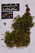  ( - UBC-B-B229038)  @11 [ ] (by-nc) (2025) Unspecified University of British Columbia Herbarium