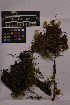  ( - UBC-B-B229052)  @11 [ ] (by-nc) (2025) Unspecified University of British Columbia Herbarium