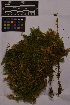  ( - UBC-B-B231785)  @11 [ ] (by-nc) (2025) Unspecified University of British Columbia Herbarium
