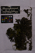  ( - UBC-B-B233214)  @11 [ ] (by-nc) (2025) Unspecified University of British Columbia Herbarium
