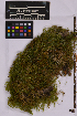  ( - UBC-B-B235822)  @11 [ ] (by-nc) (2025) Unspecified University of British Columbia Herbarium