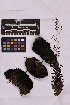  ( - UBC-B-B228719)  @11 [ ] (by-nc) (2025) Unspecified University of British Columbia Herbarium