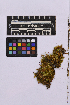  ( - UBC-B-B236973)  @11 [ ] (by-nc) (2025) Unspecified University of British Columbia Herbarium