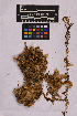  (Sphagnum contortum - UBC-B-B237590)  @11 [ ] (by-nc) (2025) Unspecified University of British Columbia Herbarium
