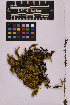  ( - UBC-B-B237674)  @11 [ ] (by-nc) (2025) Unspecified University of British Columbia Herbarium