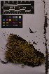  ( - UBC-B-B237727)  @11 [ ] (by-nc) (2025) Unspecified University of British Columbia Herbarium