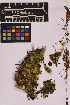  ( - UBC-B-B238483)  @11 [ ] (by-nc) (2025) Unspecified University of British Columbia Herbarium