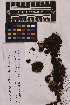  ( - UBC-B-B25745)  @11 [ ] (by-nc) (2025) Unspecified University of British Columbia Herbarium