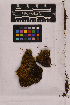  ( - UBC-B-B25746)  @11 [ ] (by-nc) (2025) Unspecified University of British Columbia Herbarium