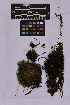  ( - UBC-B-B262131)  @11 [ ] (by-nc) (2025) Unspecified University of British Columbia Herbarium