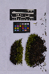  (Oncophorus integerrimus - UBC-B-B262135)  @11 [ ] (by-nc) (2025) Unspecified University of British Columbia Herbarium