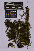 ( - UBC-B-B262136)  @11 [ ] (by-nc) (2025) Unspecified University of British Columbia Herbarium